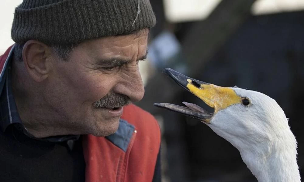 Ταχυδρόμος έσωσε κύκνο και για 37 χρόνια είναι αχώριστοι